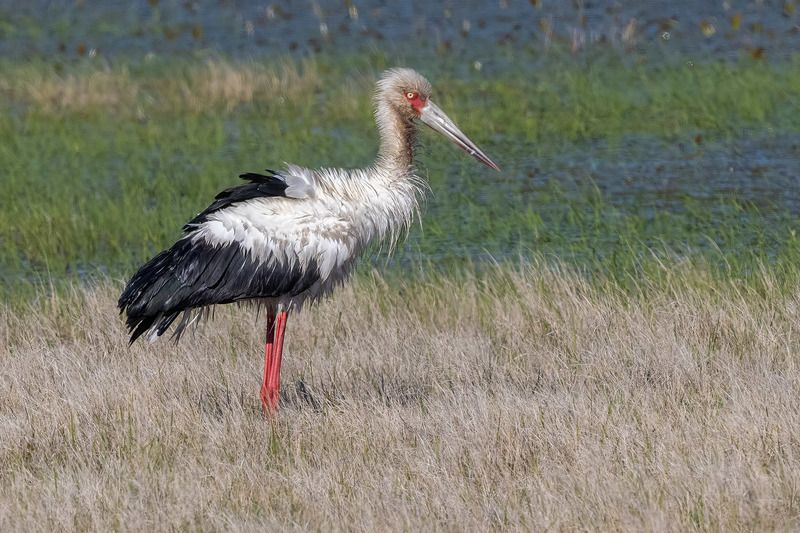 птицы, уругвай После бани фото превью