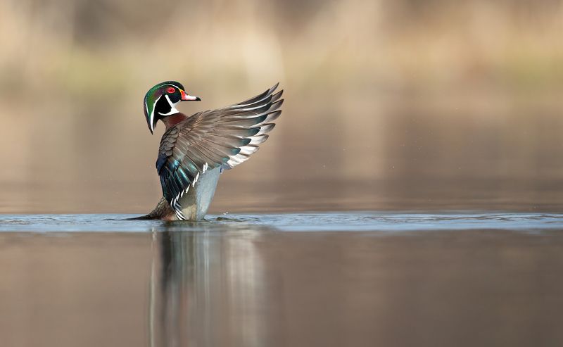 Birds фото превью