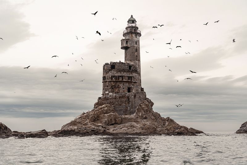 Гнездовье чаек и прочих птиц фото превью