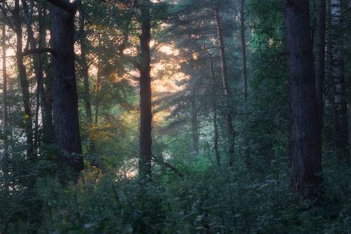 Утро в лесу