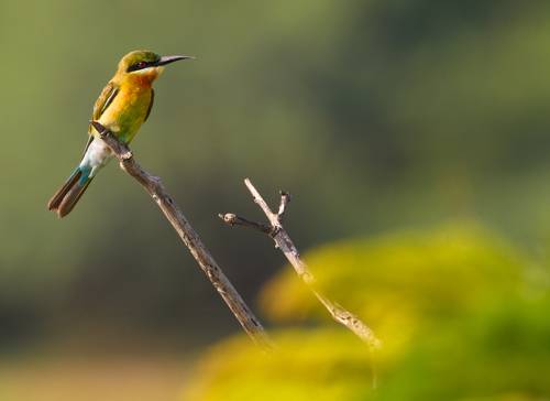 Blue-cheeked bee-eater