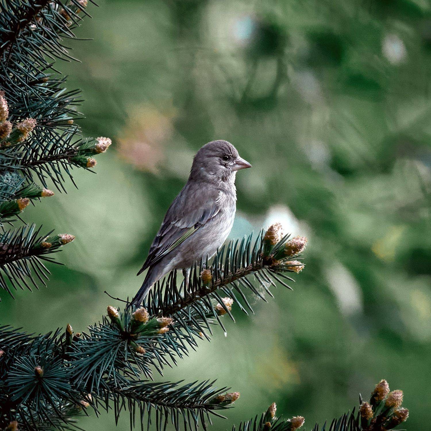 зеленушка, маленькая птичка, птичка на ветке, Mikhail Khmelevskiy