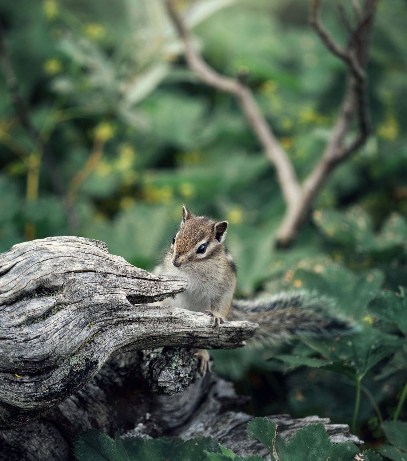 , Мозжухин Максим