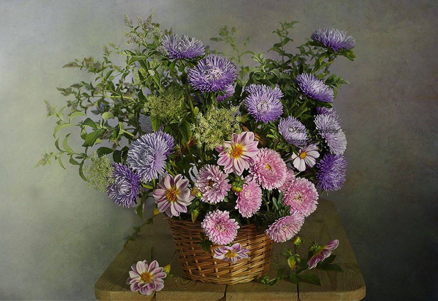 натюрморт, вера павлухина, цветы, астры,, Вера  Павлухина