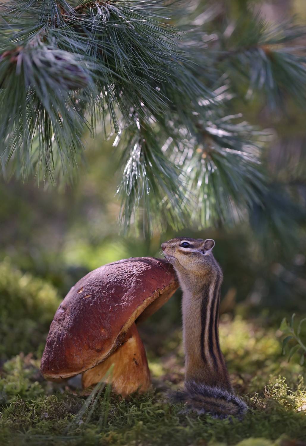 нерюнгри, бурундук, боровик, якутия, дикие_животные, женялевина, евгениялевина, животныеякутии, бурундукиибелкилевиной, Евгения Левина