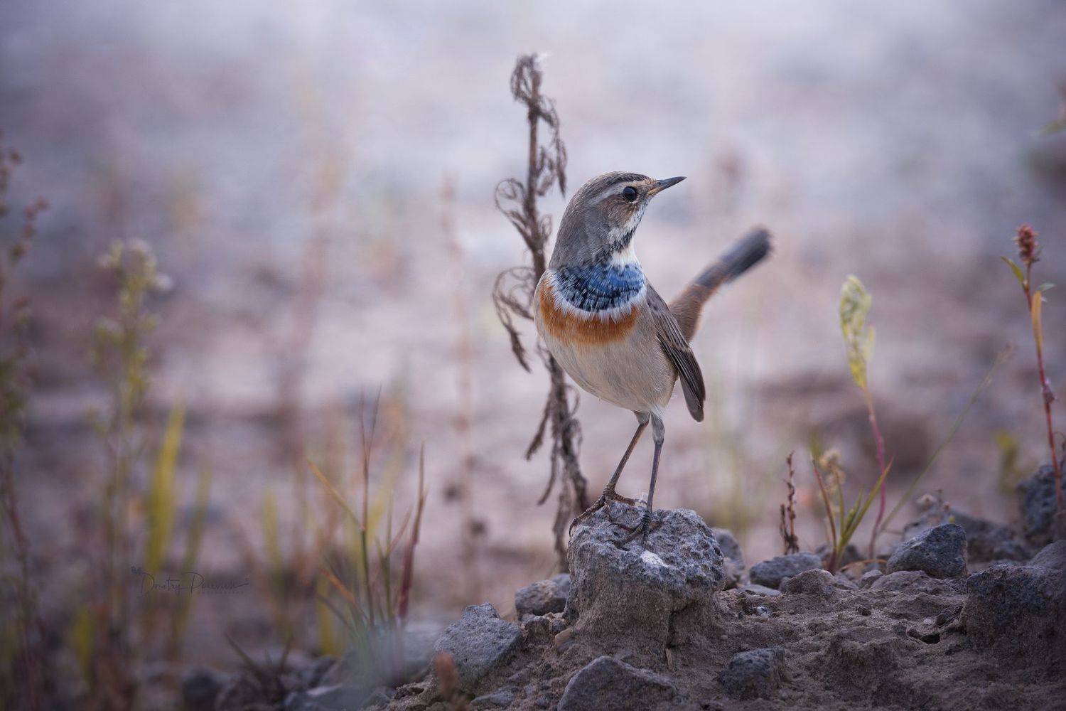 природа, лес, поля, огороды, животные, птицы, макро, Посевич Дмитрий