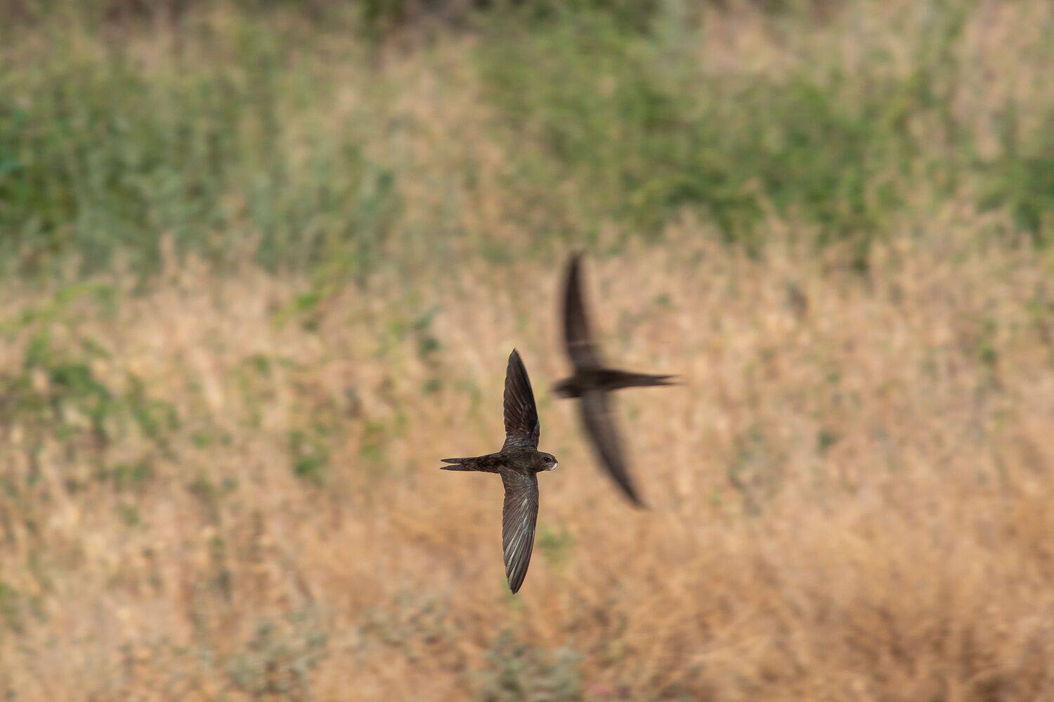 shadow, moment, volgograd, russia, wildlife, bird, birds, birdswatching, wildlife, , Сторчилов Павел