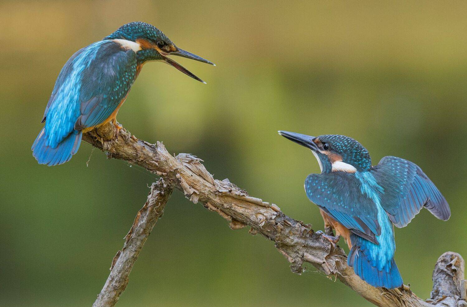 птица птенцы зимородок, Руслан Сигушин