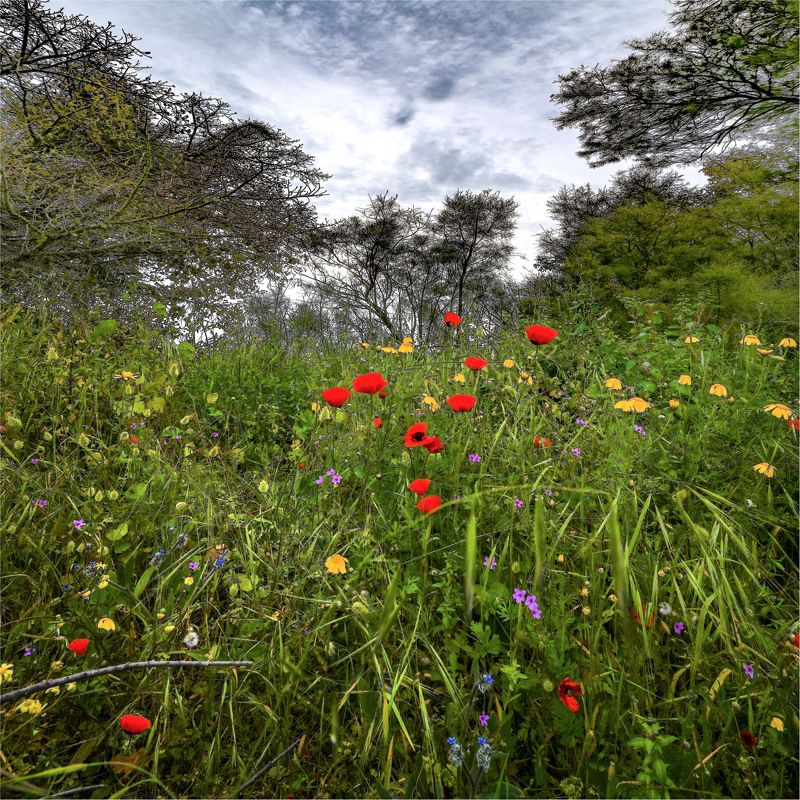 фото превью