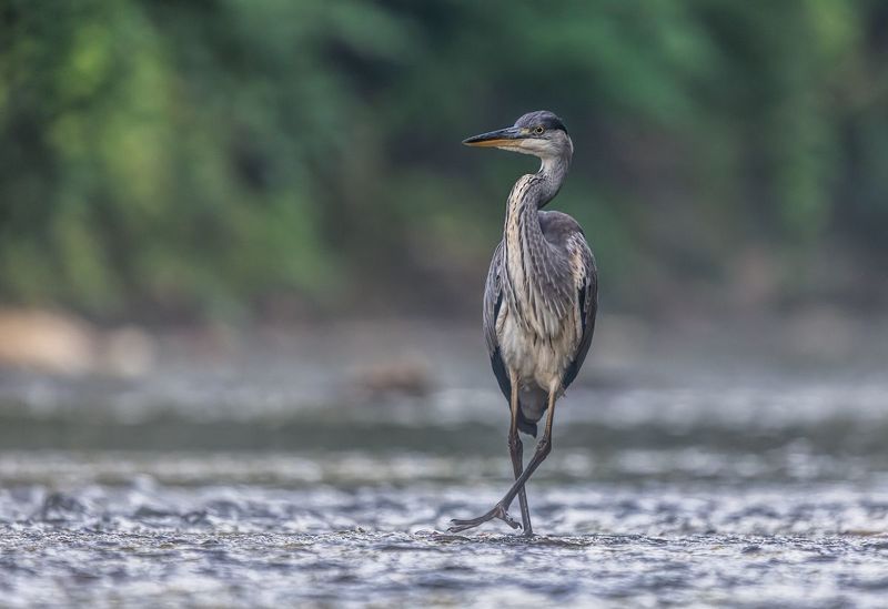 Czapla siwa фото превью