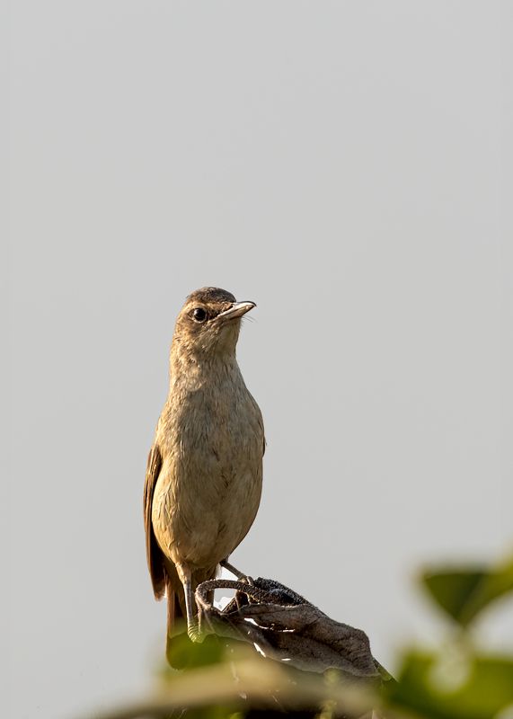 Поющий сверчок фото превью