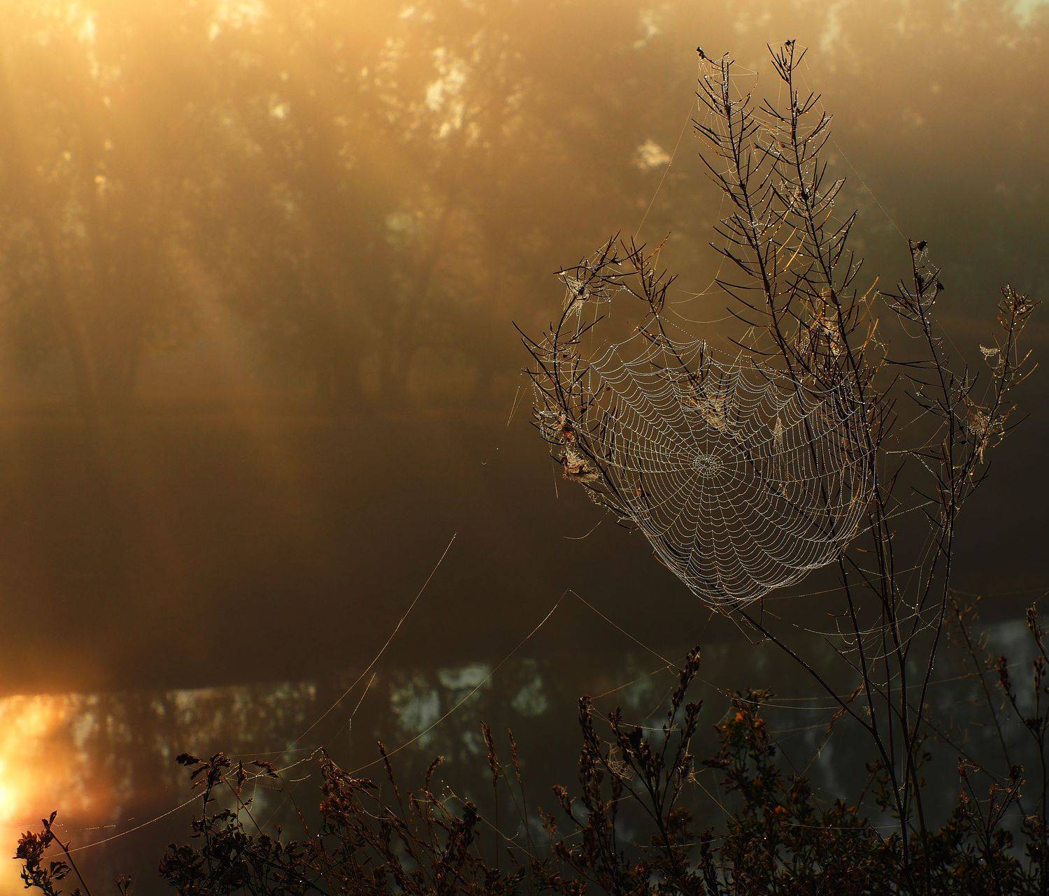 , Андрей Перешеин