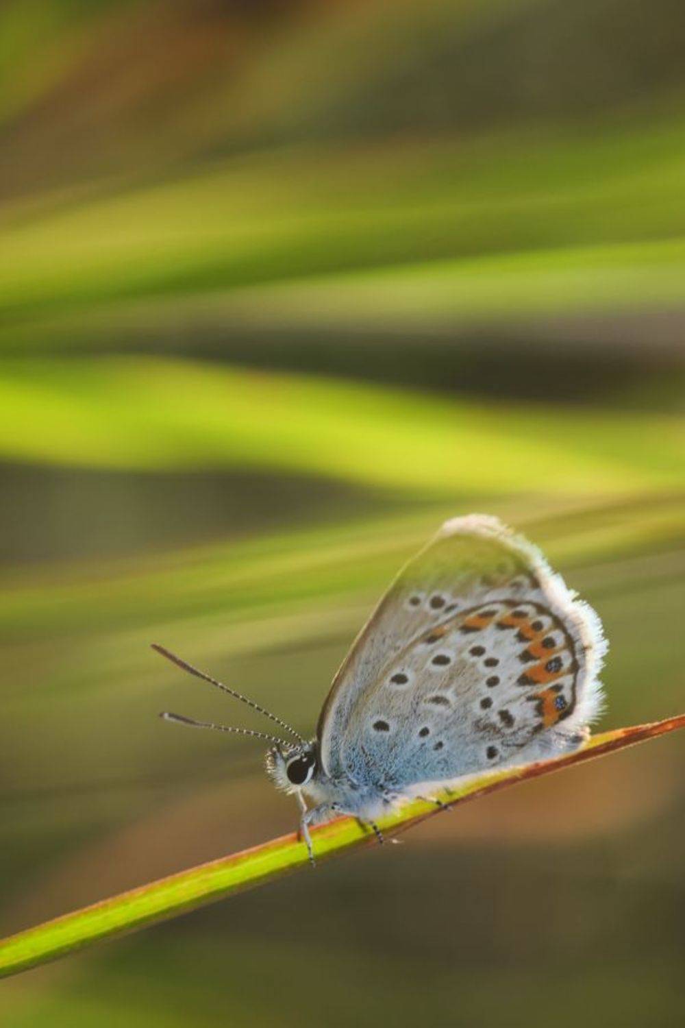 , Stefan Chirobocea
