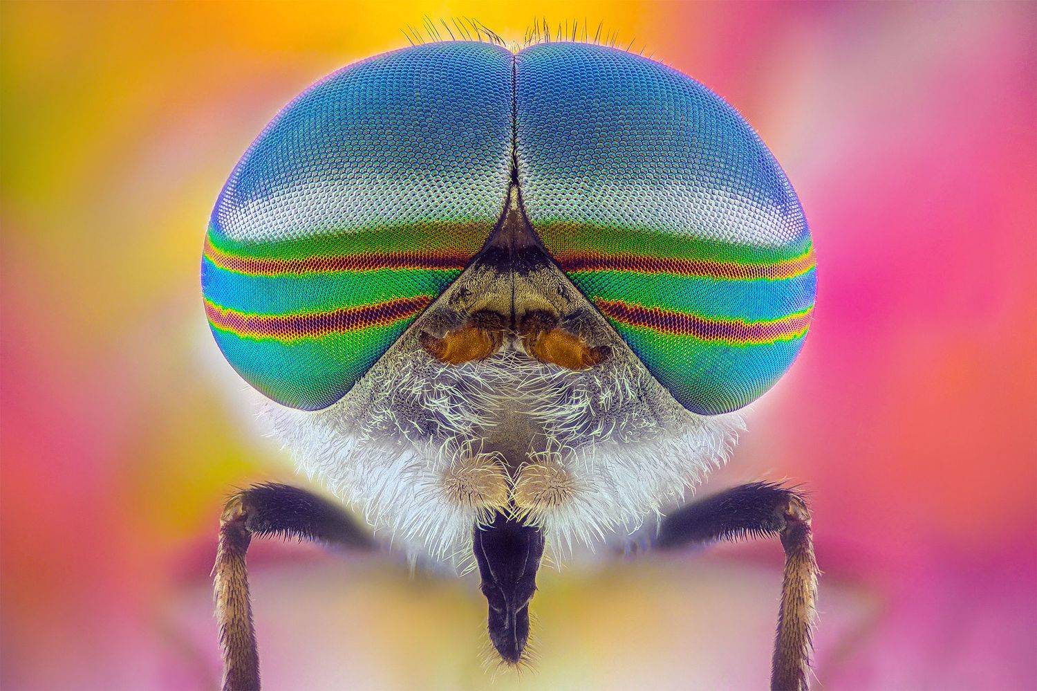 ceclii, macro, Tsvetan Ganev