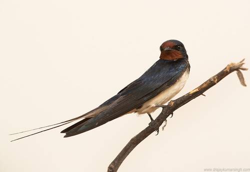 Barn swallow
