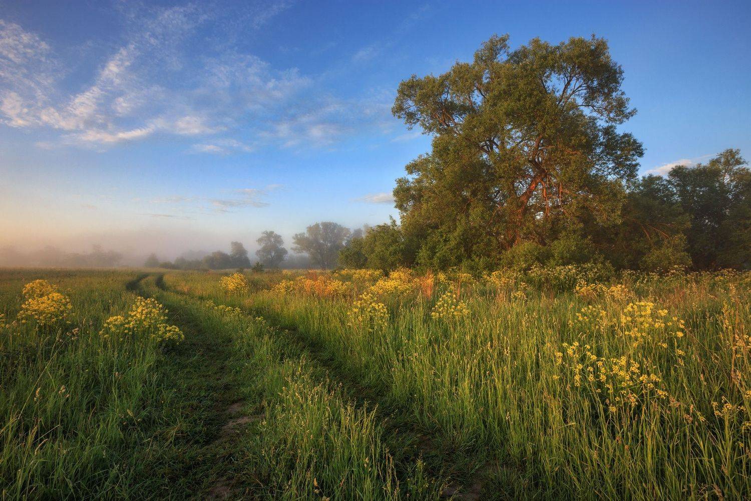 2019, россия, калужская область, лето, утро, туман, трава, деревья, облака, туман, сурепка, Денис Лукьяненко