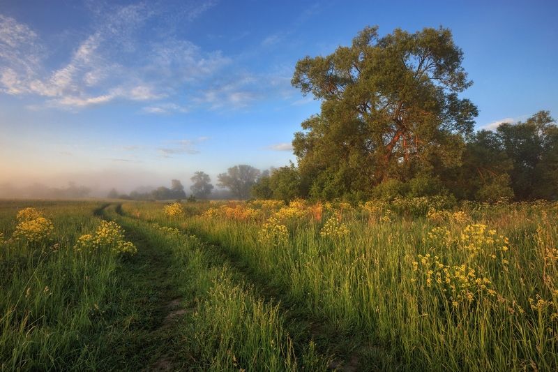 2019, россия, калужская область, лето, утро, туман, трава, деревья, облака, туман, сурепка Вспоминая лето фото превью