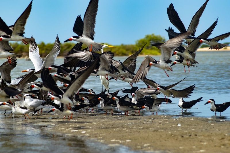 reserva de aves фото превью