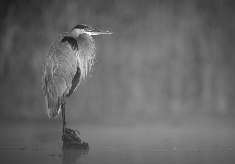 heron Waking Up фото превью