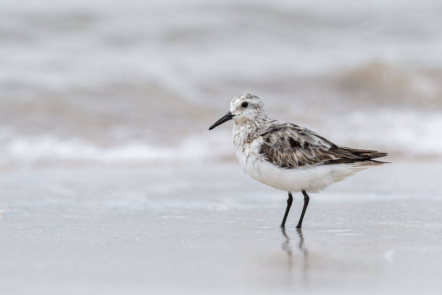 , Burgalin Sequeira Fernando