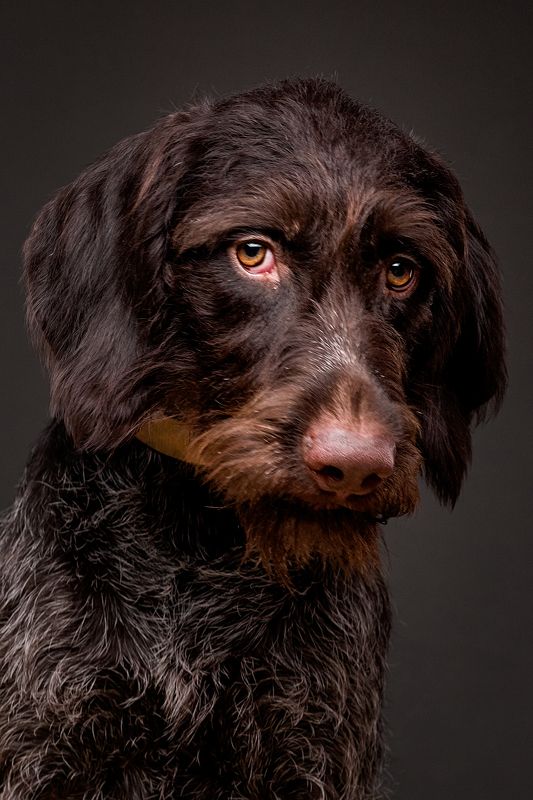 портрет, собака, дратхаар Аделия фото превью