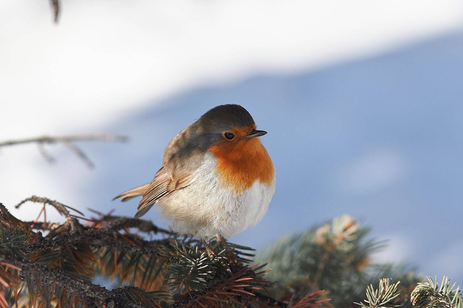 зарянка, малиновка, volgograd, russia, wildlife, birdswatching, cerocoma schaefferi,, Сторчилов Павел