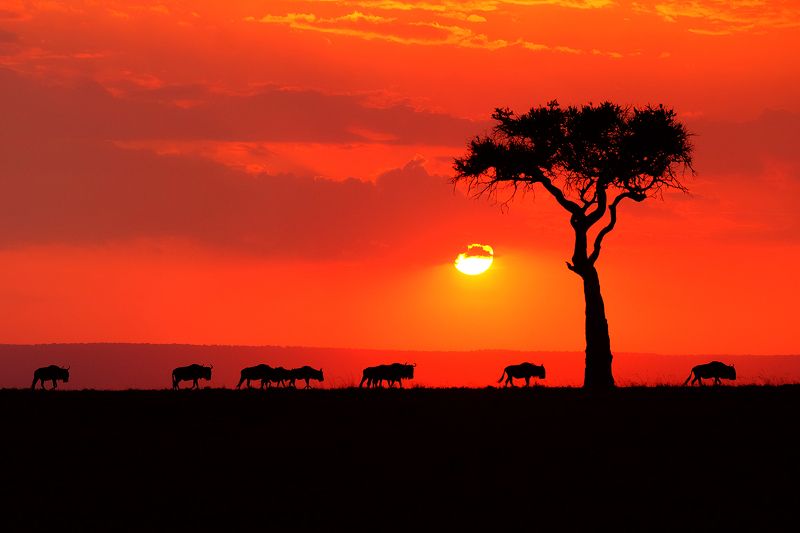 Migration фото превью