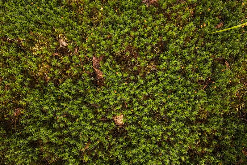 Лесной ковёр фото превью