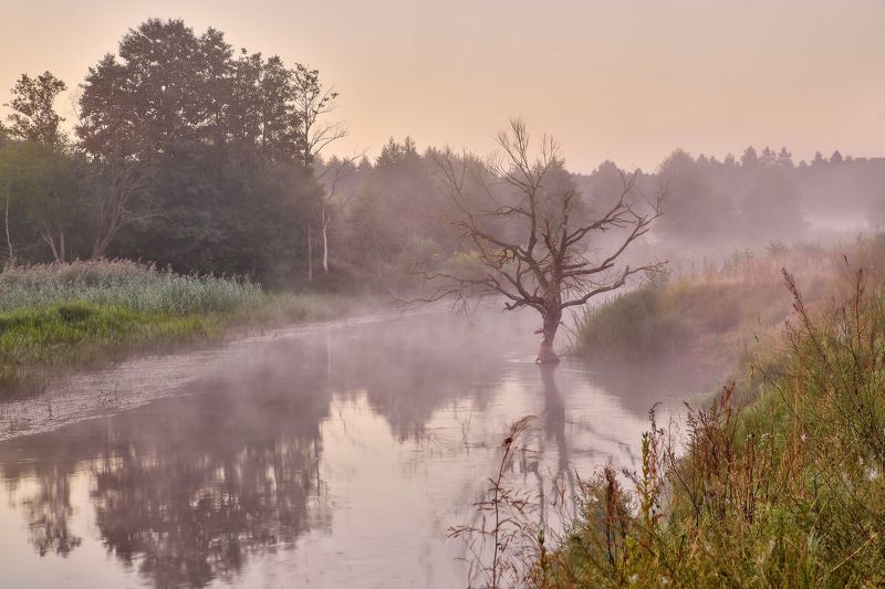 Старое дерево и Нёман фото превью