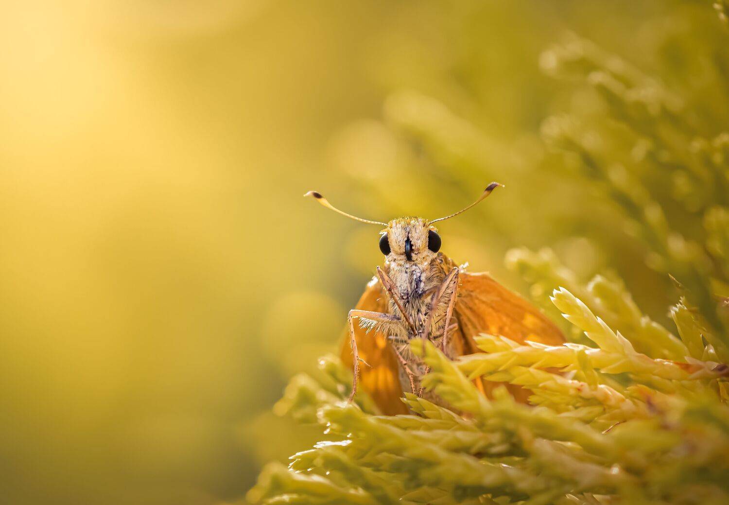 skipper, butterfly, insect, macro, sunset, bug,, Atul Saluja