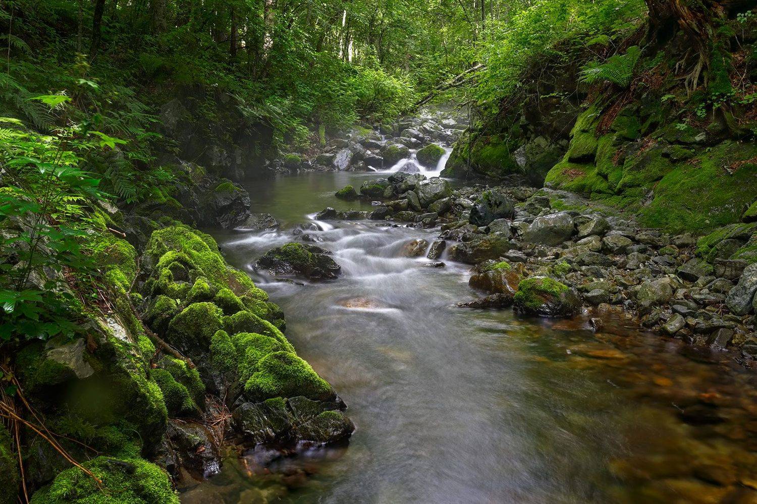 приморье, тайга, лето, ручей, мох, Евгений Паршуков