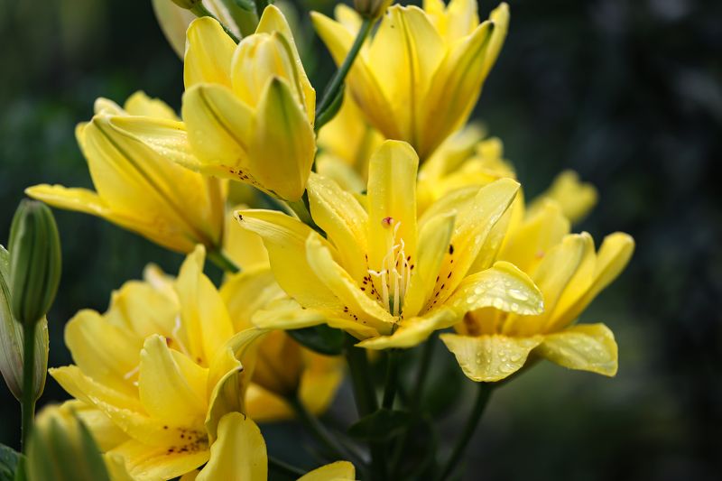 yellow lilies, flowers, garden, macro, close-up, nature yellow lilies after rain with water drops фото превью