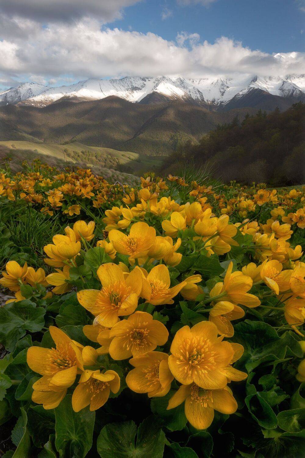 , Константин Маланин