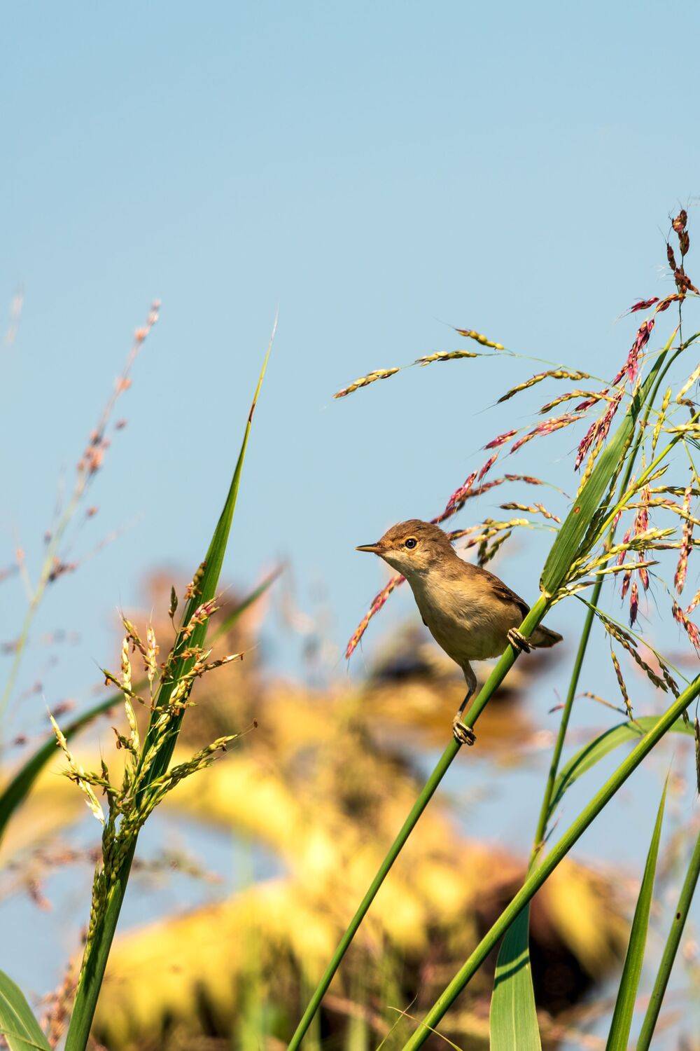 тростниковая, камышовка, Алексей Рыльский