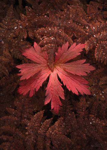 Текстуры севера