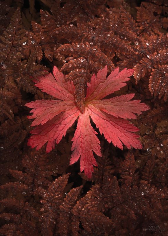 ловозерские тундры, заполярье, осень, текстуры севера, папоротник, лишайник, арт, кольский полуостров, мурманская область, хибины Текстуры севера фото превью