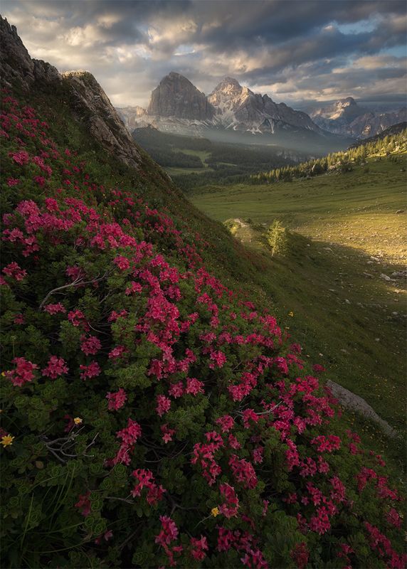 Crimson Wall фото превью