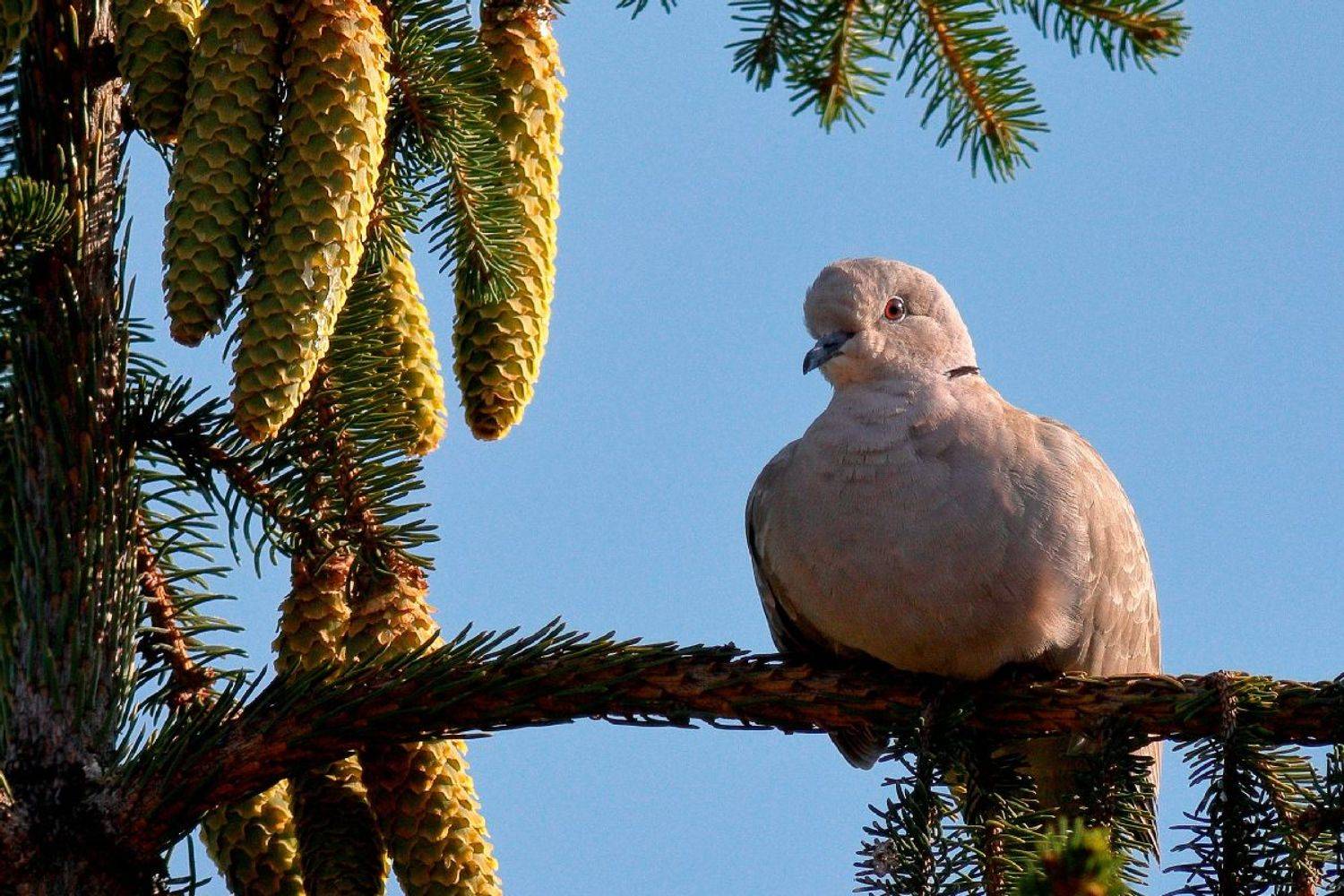 , Славов Георги