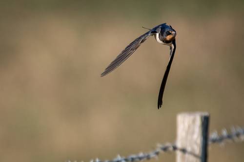 Barn Swallow