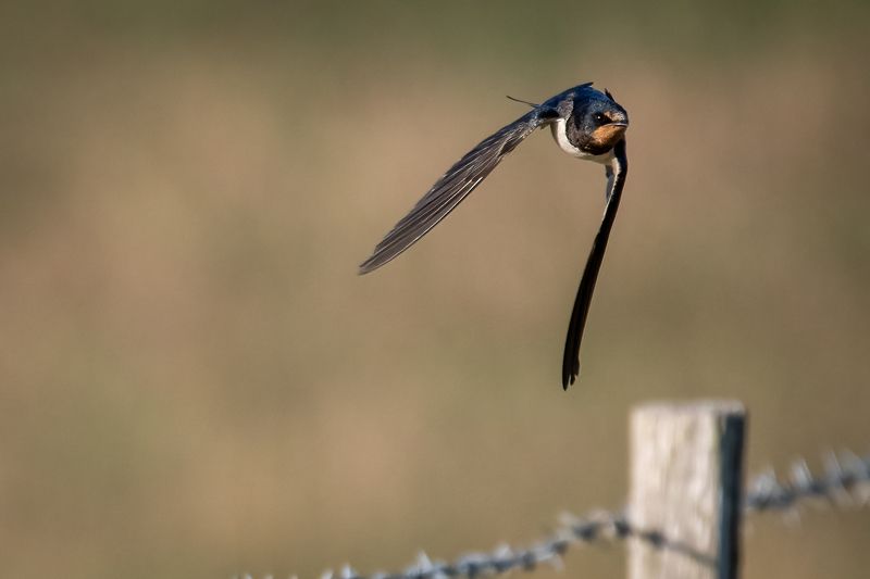 swallow; bird; sparrow; nature; flying Barn Swallow фото превью