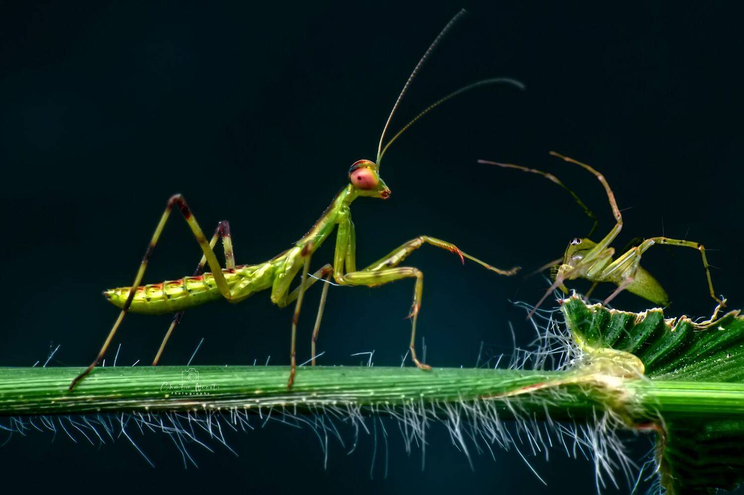 mantis, spider, outdoor, nature, natural, small, outside, macro, light, animal, garden, dark, NeCoTi ChonTin