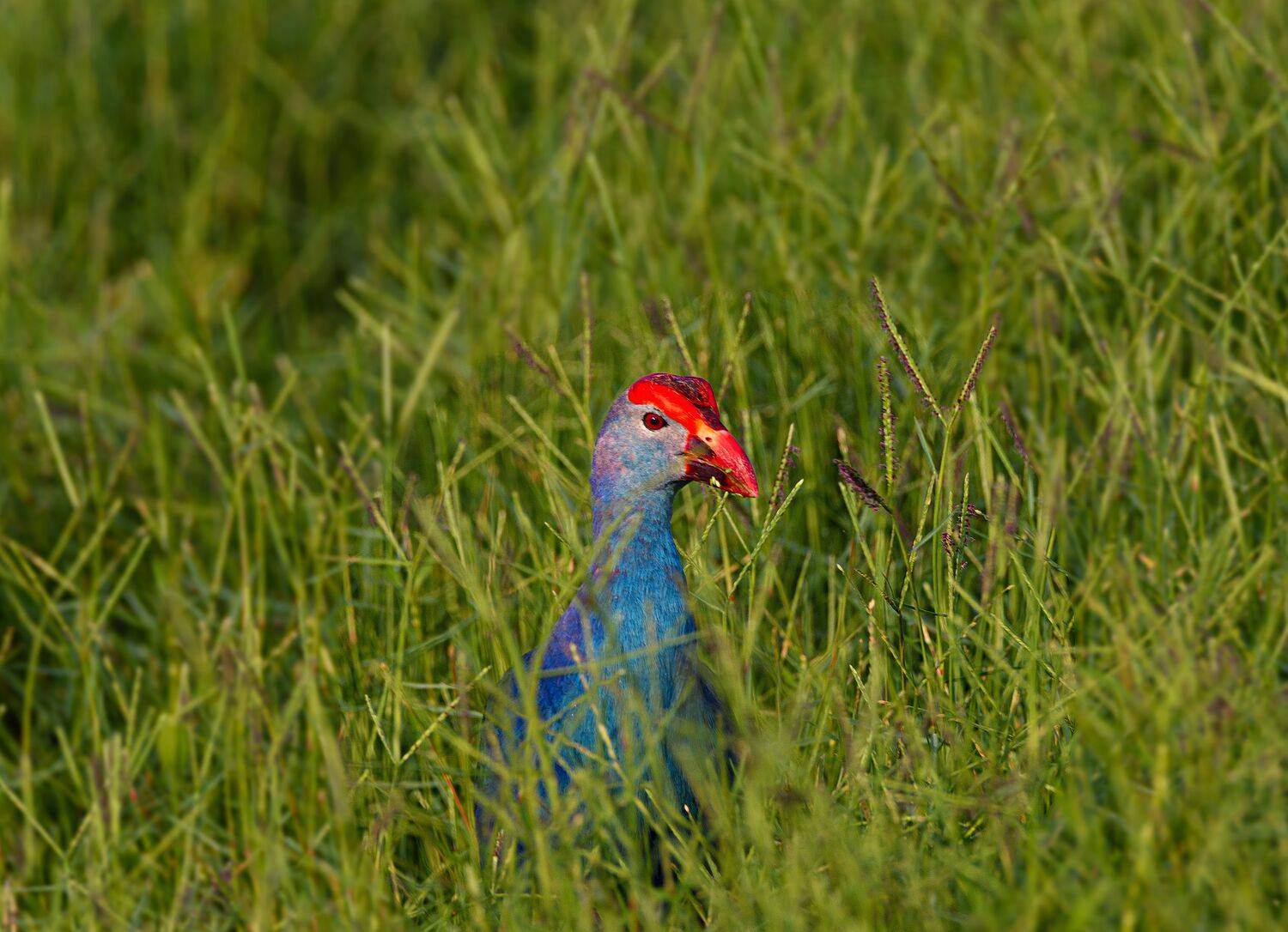bird,birds,nikon,wild,water,shadows,lake,pond,flowers,swan,colors,nikon,beauty,nature,animals,eyes,egret,songbird,jungle,white,wings,fly, G N RAJA