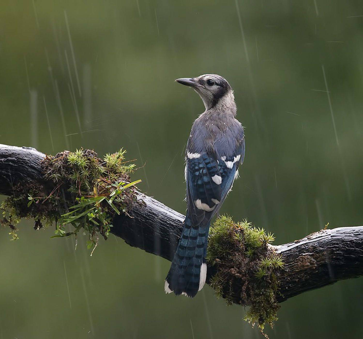 cойка, blue jay, jay, дождь, Etkind Elizabeth