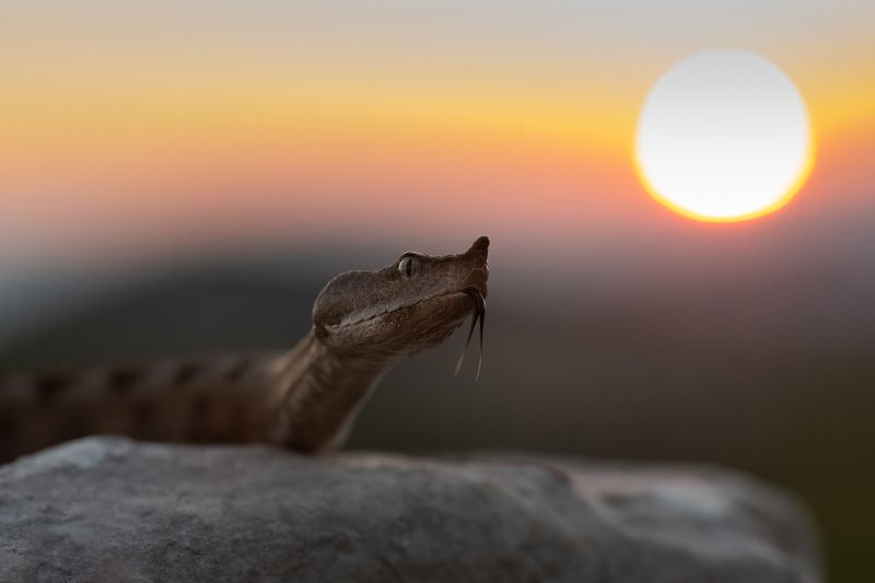 Носатая гадюка (Vipera ammodytes) на закате солнца фото превью