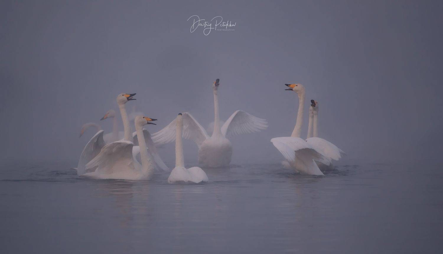 Лебеди, Дмитрий Петухов