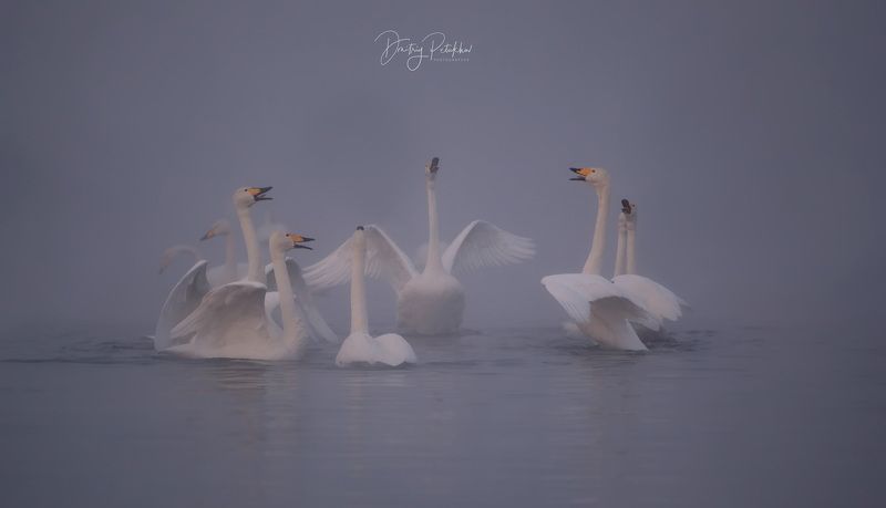 Лебеди  фото превью
