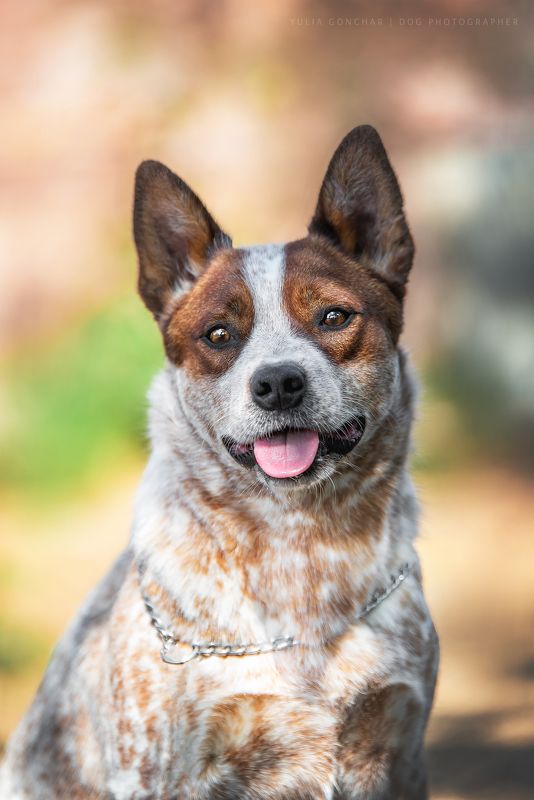 Австралийский хилер фото превью