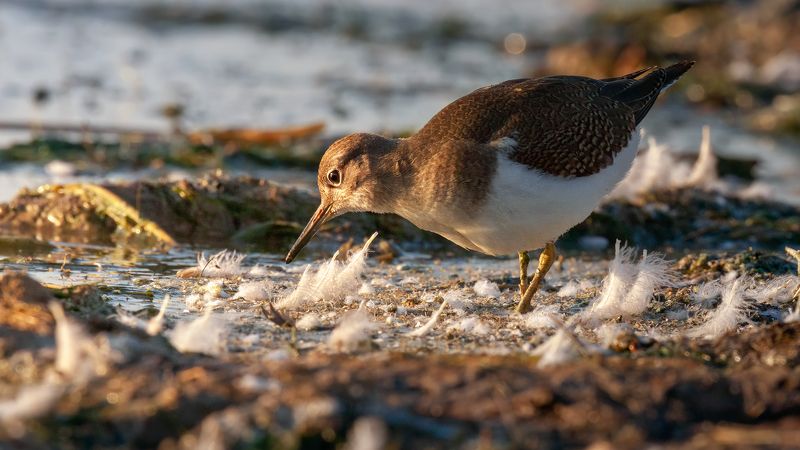 перевозчик *** фото превью