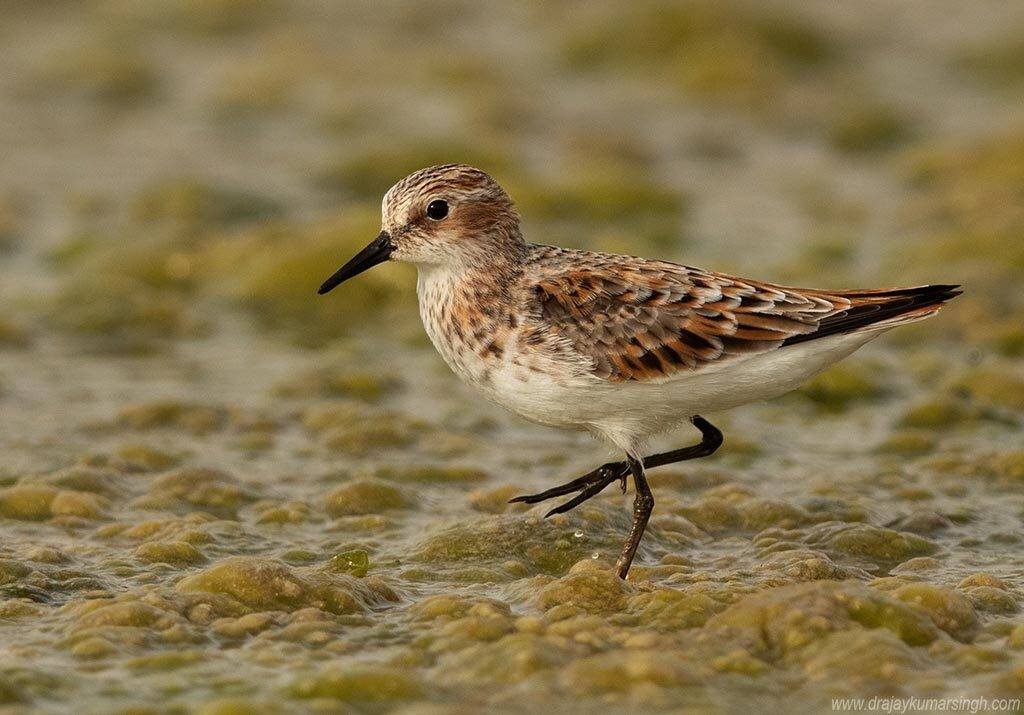 , Dr Ajay Kumar Singh