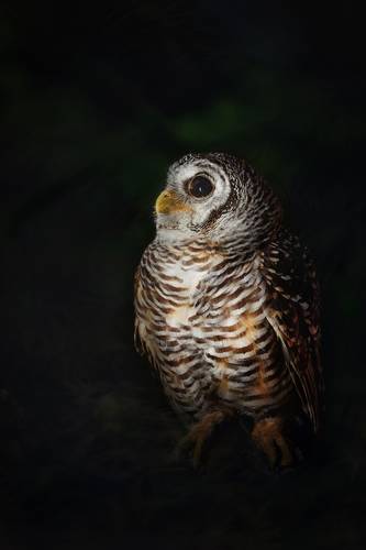Young owl